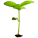 kleine-gruene-pflanze